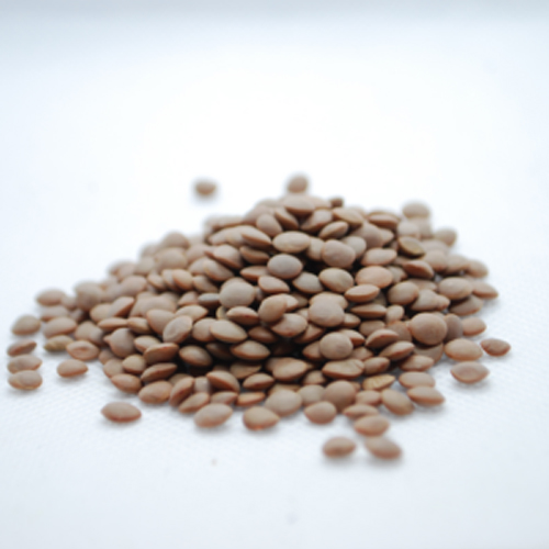 Linse_spirer_seed-1