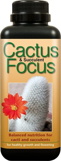 GT_Cactus-205x538