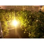 VERTICAL HYDROPONIC SYSTEM - FOUR WALLS SMALL 4SM