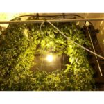 VERTICAL HYDROPONIC SYSTEM - FOUR WALLS SMALL 4SM