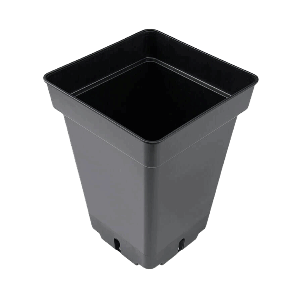 PLANTE POTTE