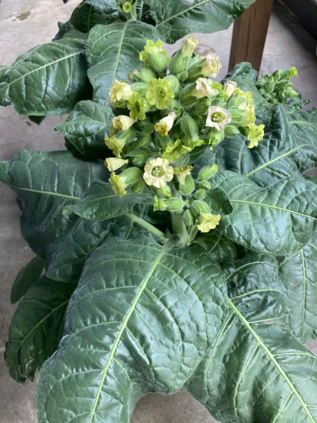 Nicotiana Tabacum Rustica 'Bondetobak'
