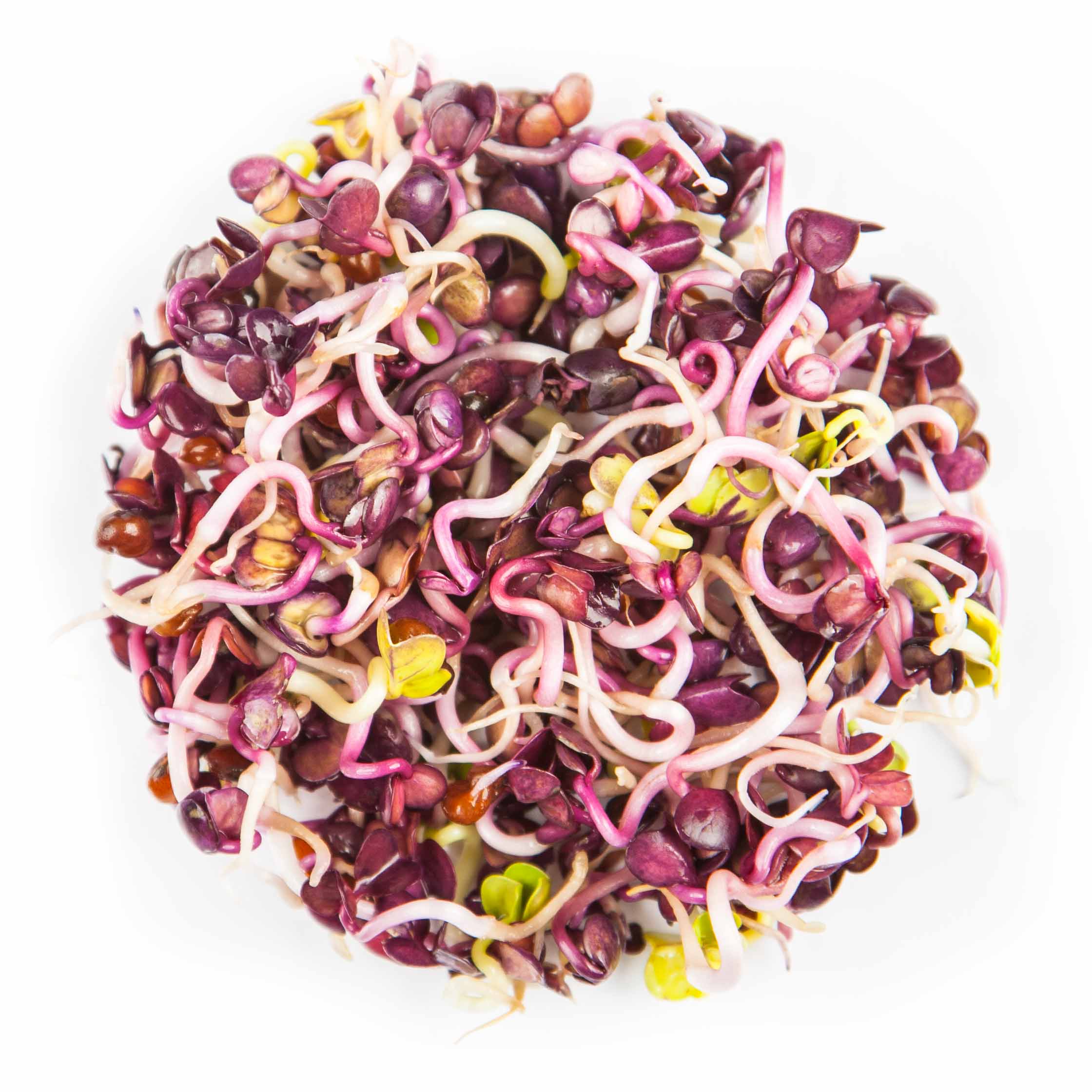 Radish-Red-Rambo-Sprouts