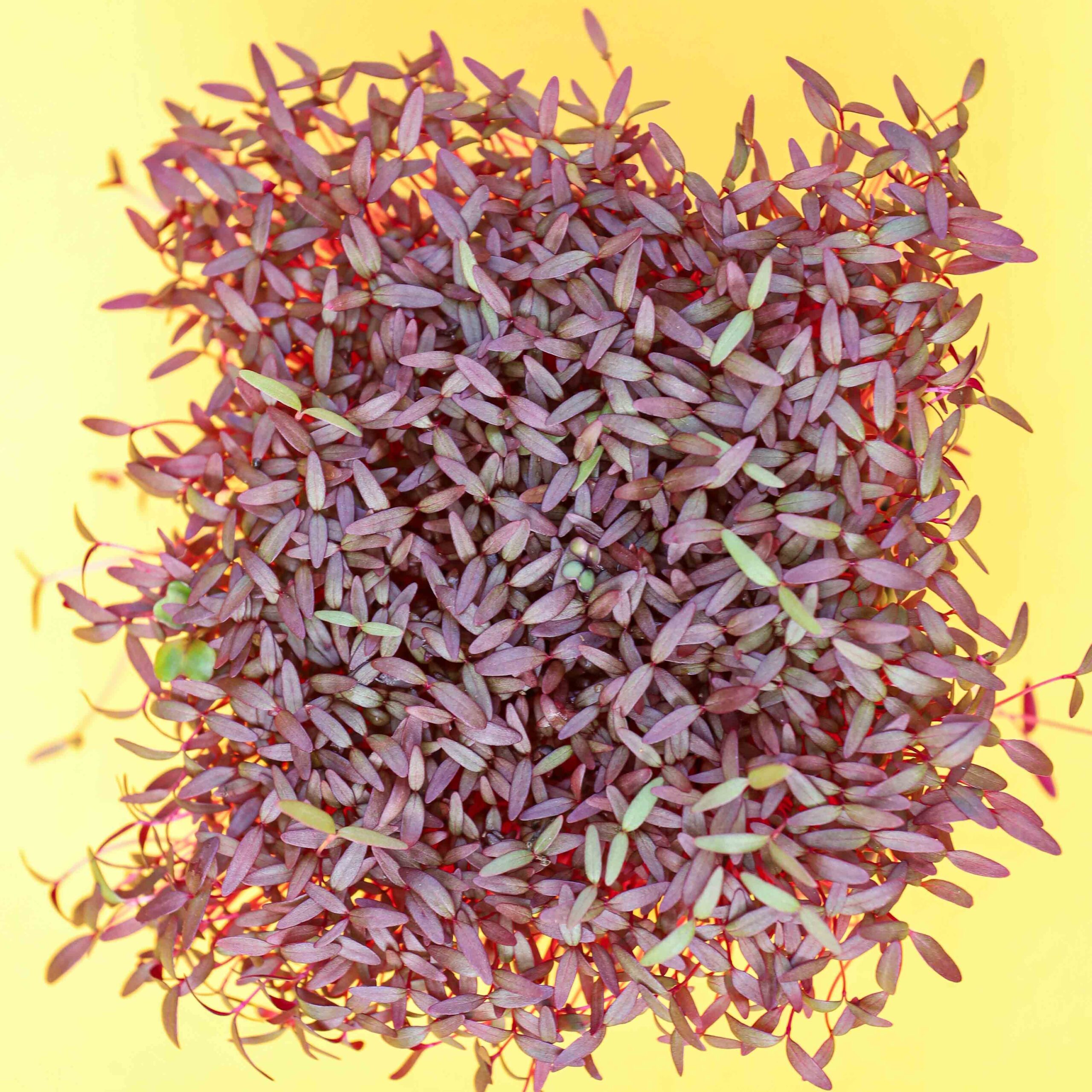 Amaranth-Red-microgreens-leaves2-scaled-1