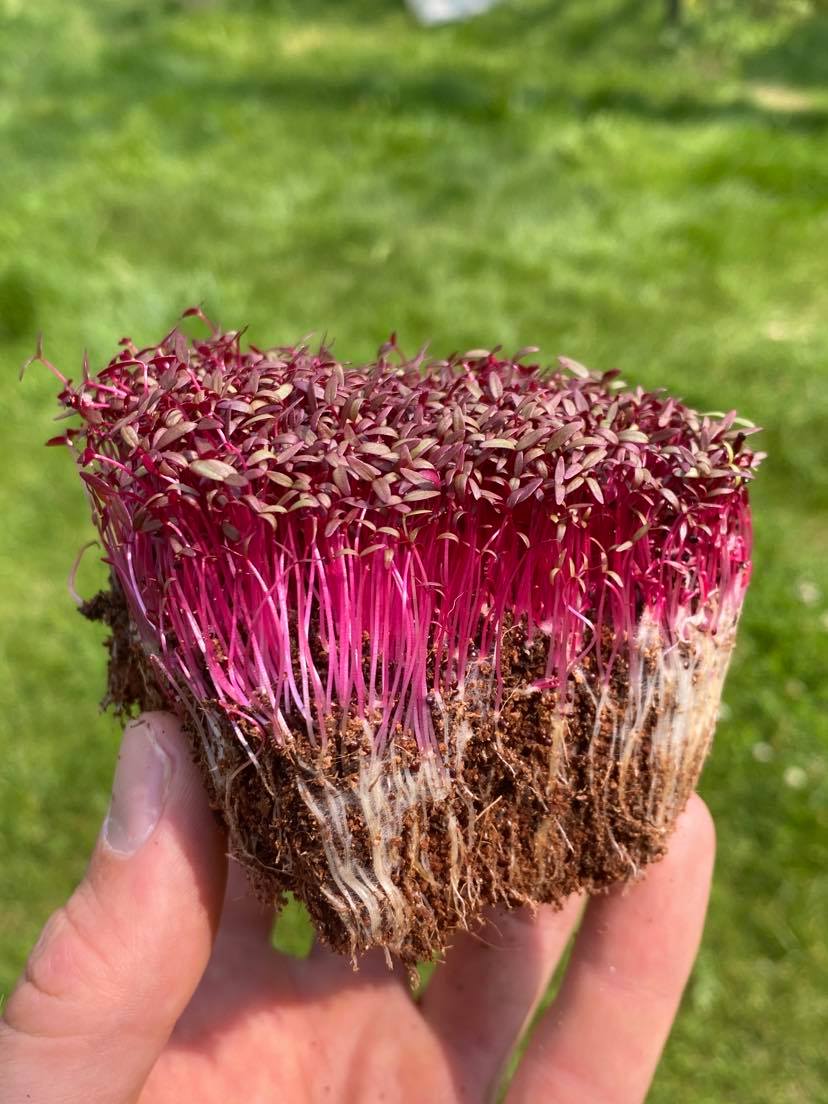 Amaranth-Red-microgreens-with-roots3