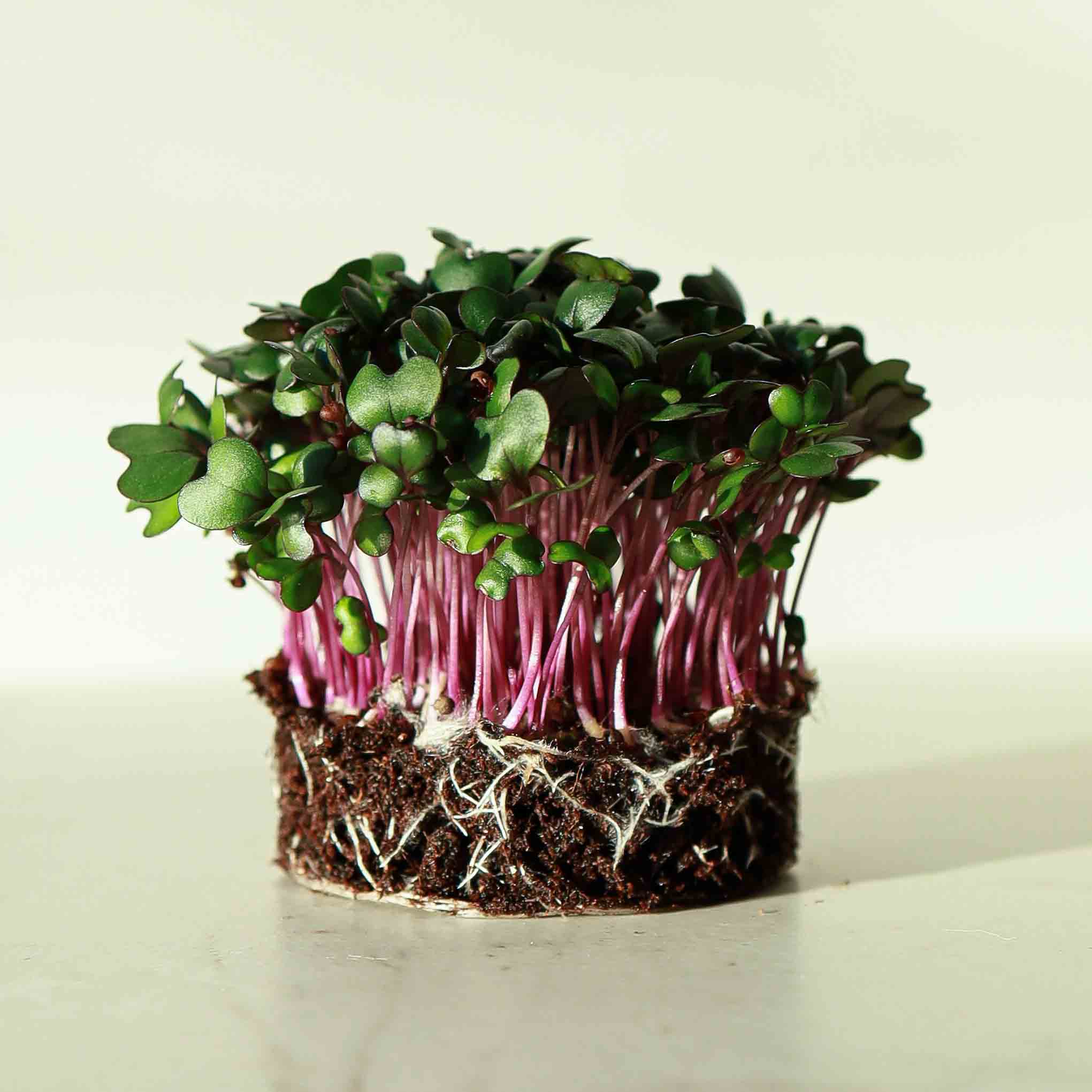 Cabbage-Red-Micro-greens-seeds5