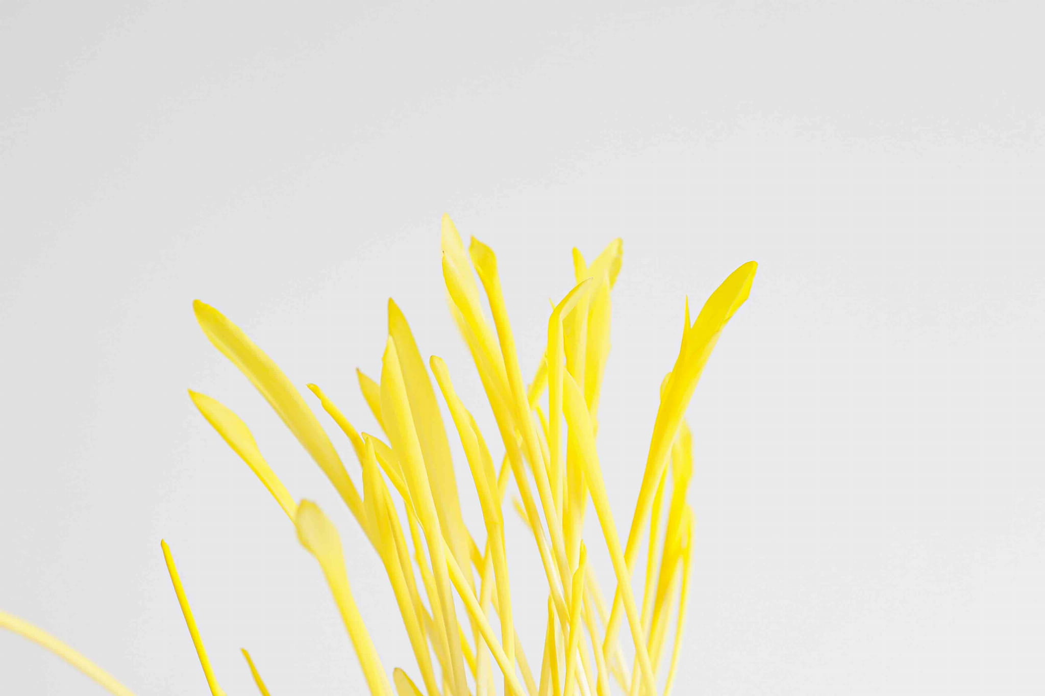 Corn-microgreens2