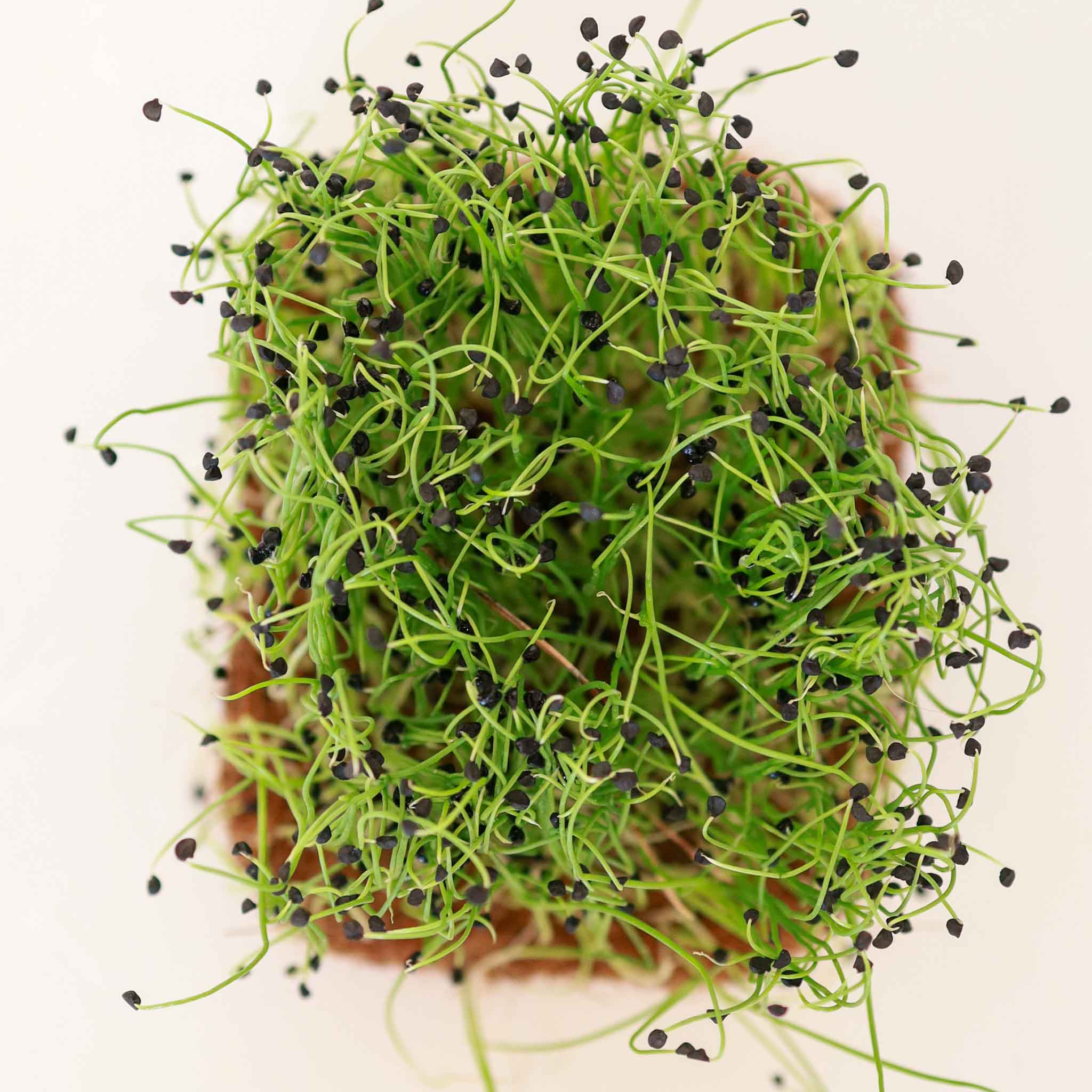Onion-Microgreens-Seeds-06462