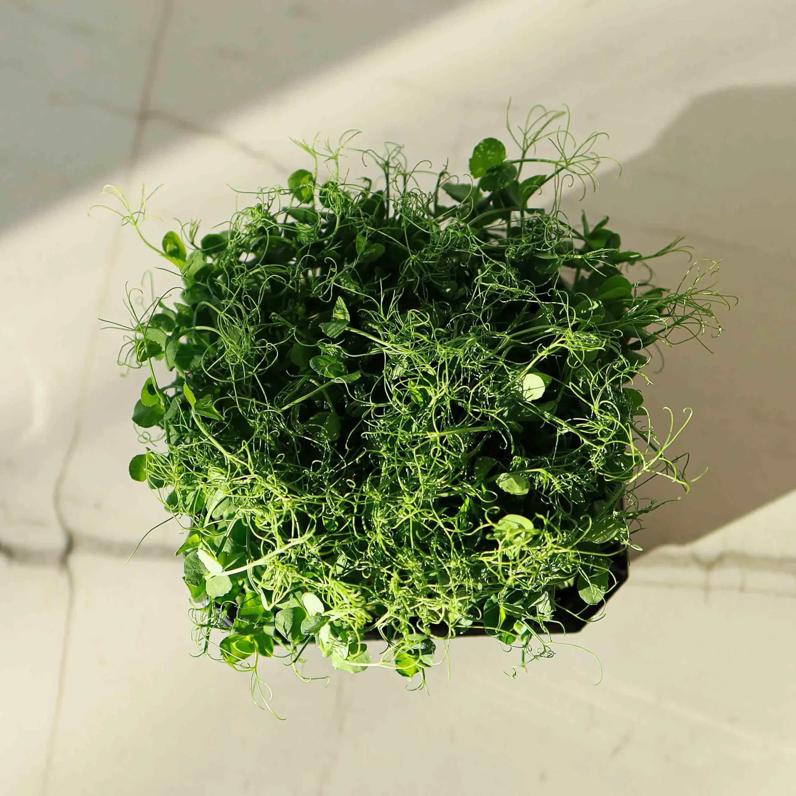 Pea-Affyla-Foxy-Microgreens3-scaled-1
