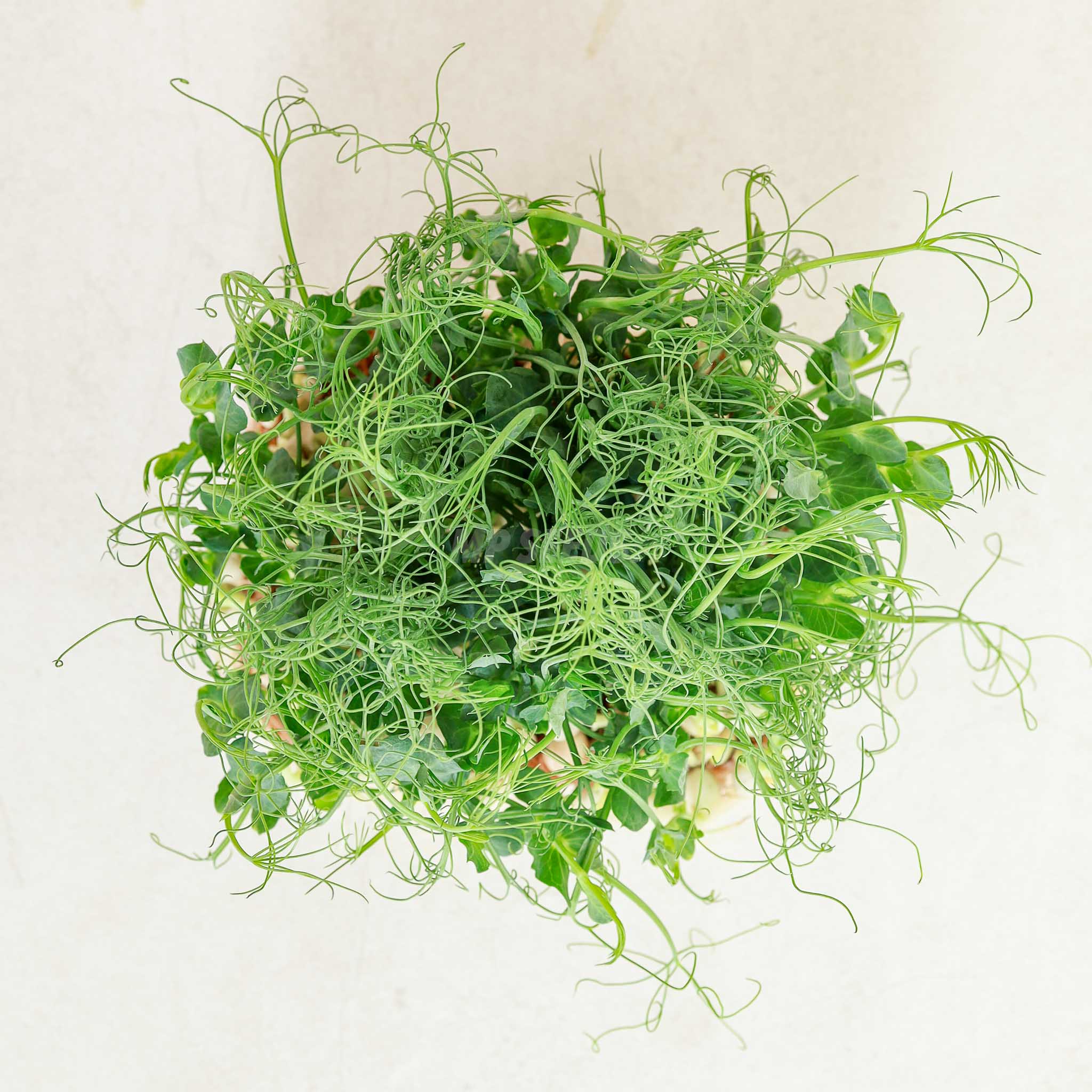 Pea-Jumbo-Microgreens-Seeds2
