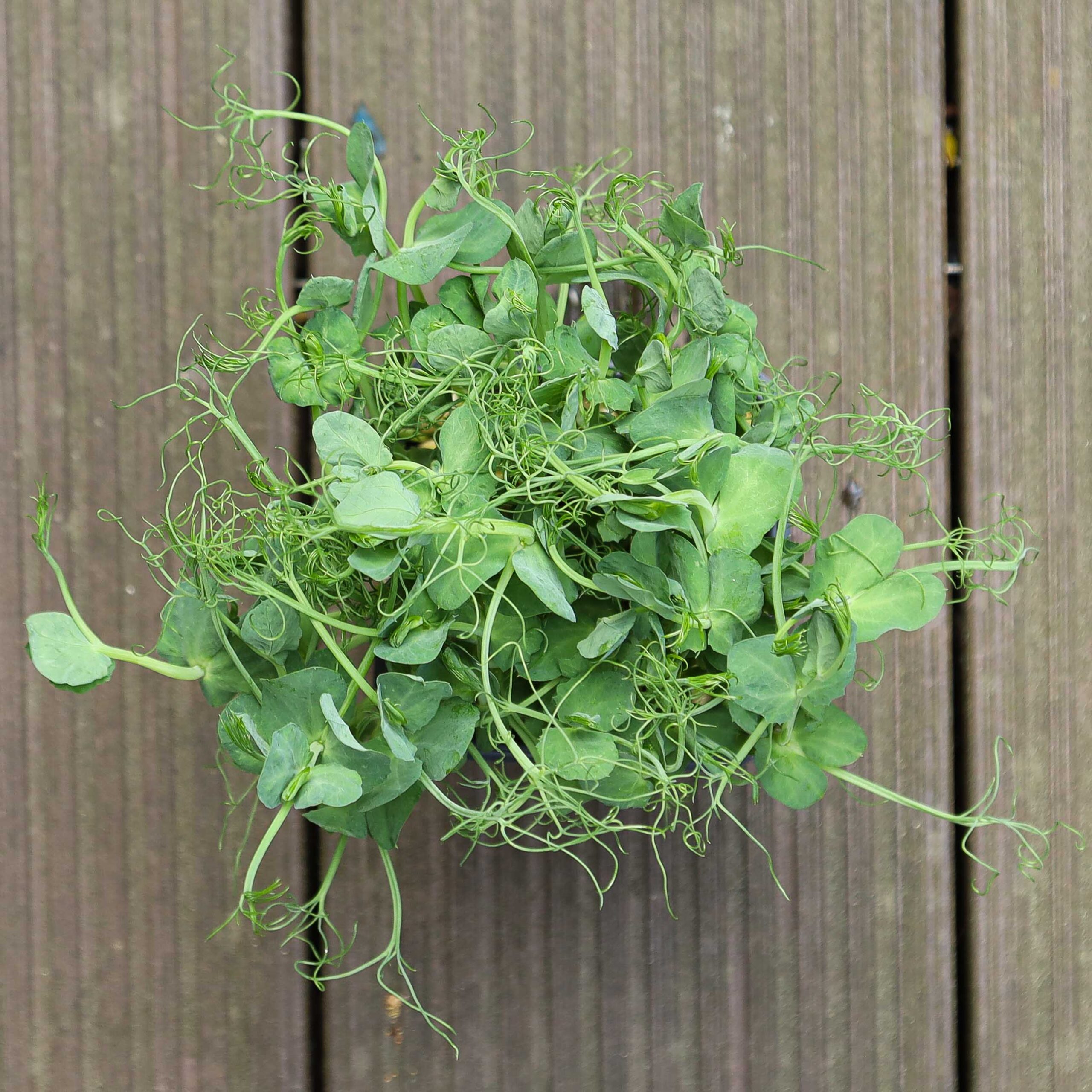 Pea-Jumbo-Microgreens-leaves4-scaled-1