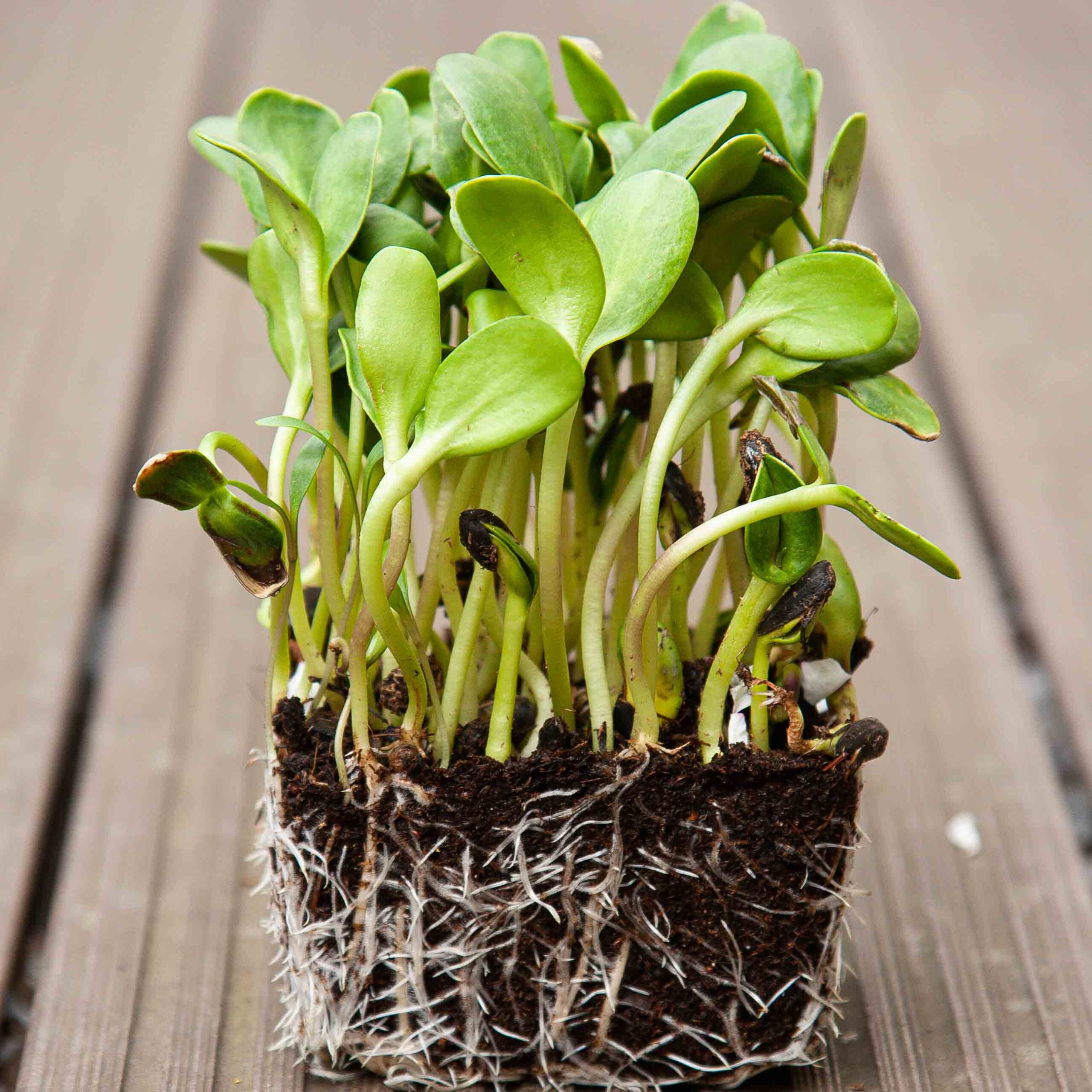 Sunflower-Microgreens-3-scaled-1