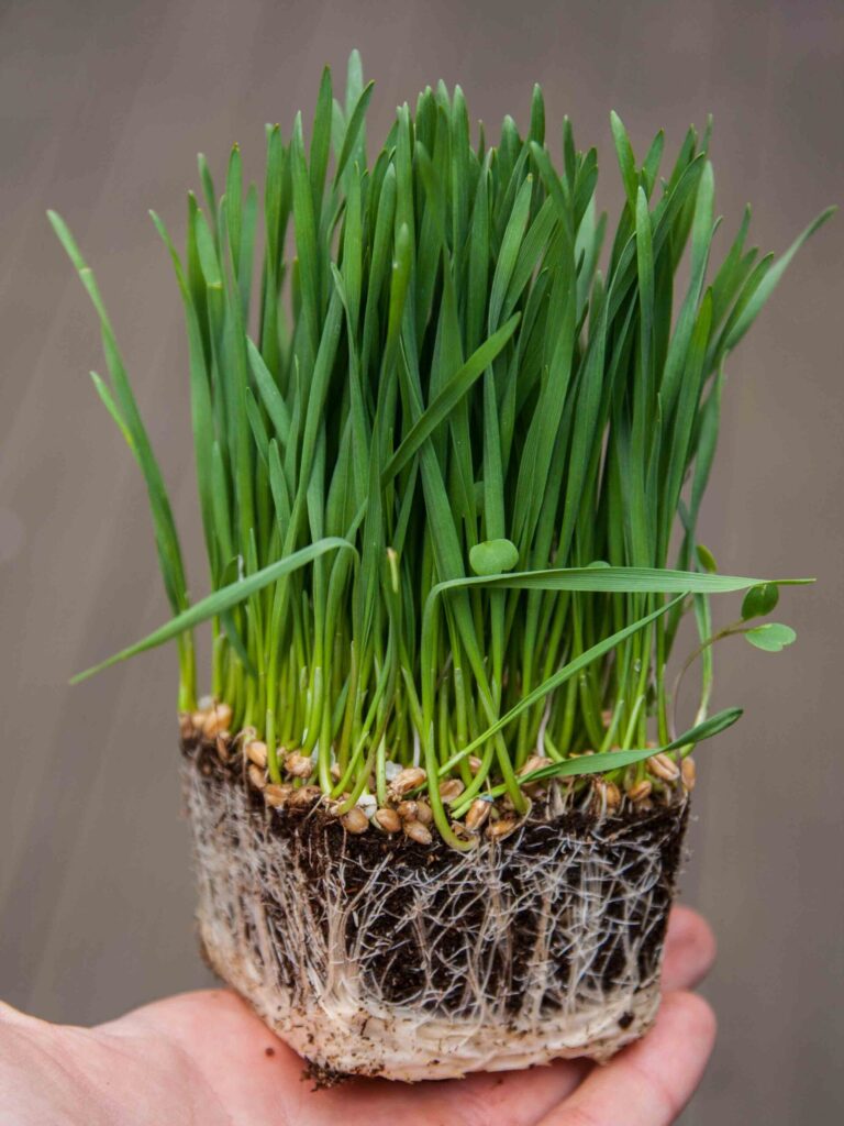 Wheatgrass-Microgreens-with-roots1-scaled-1