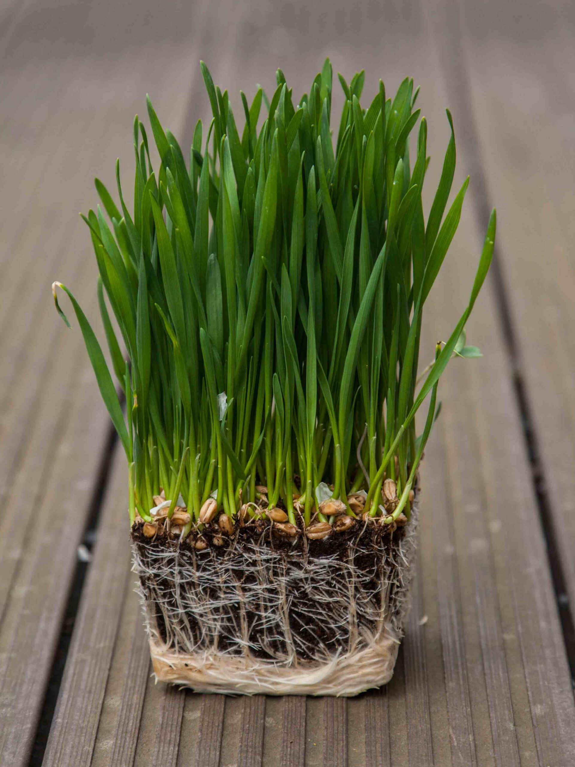 Wheatgrass-microgreens2-scaled-1