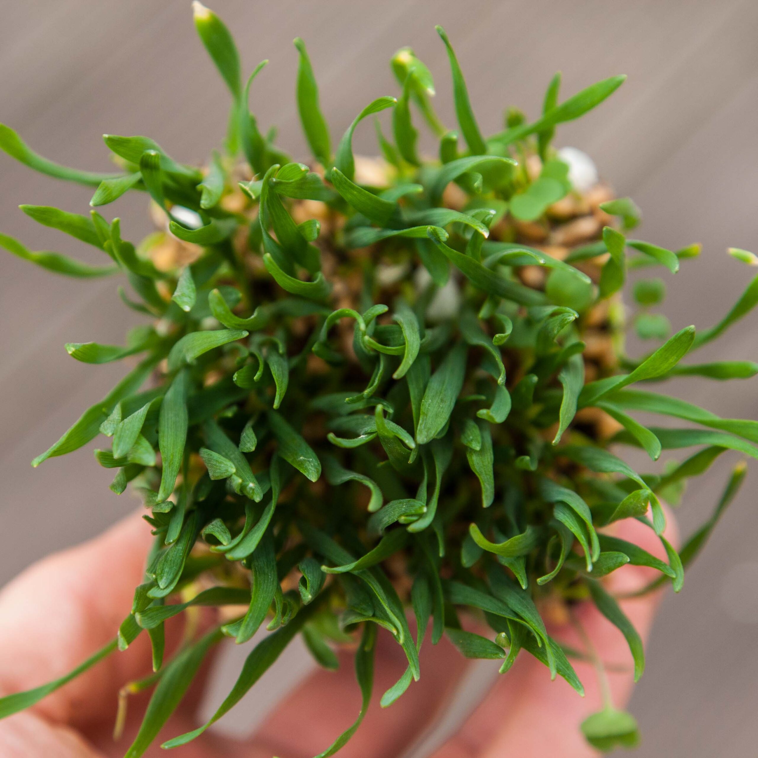 Wheatgrass-microgreens3-scaled-1