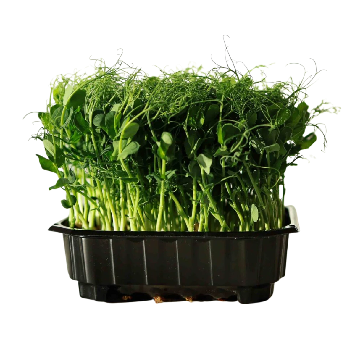 aerteskud-foxy-froe-til-microgreens