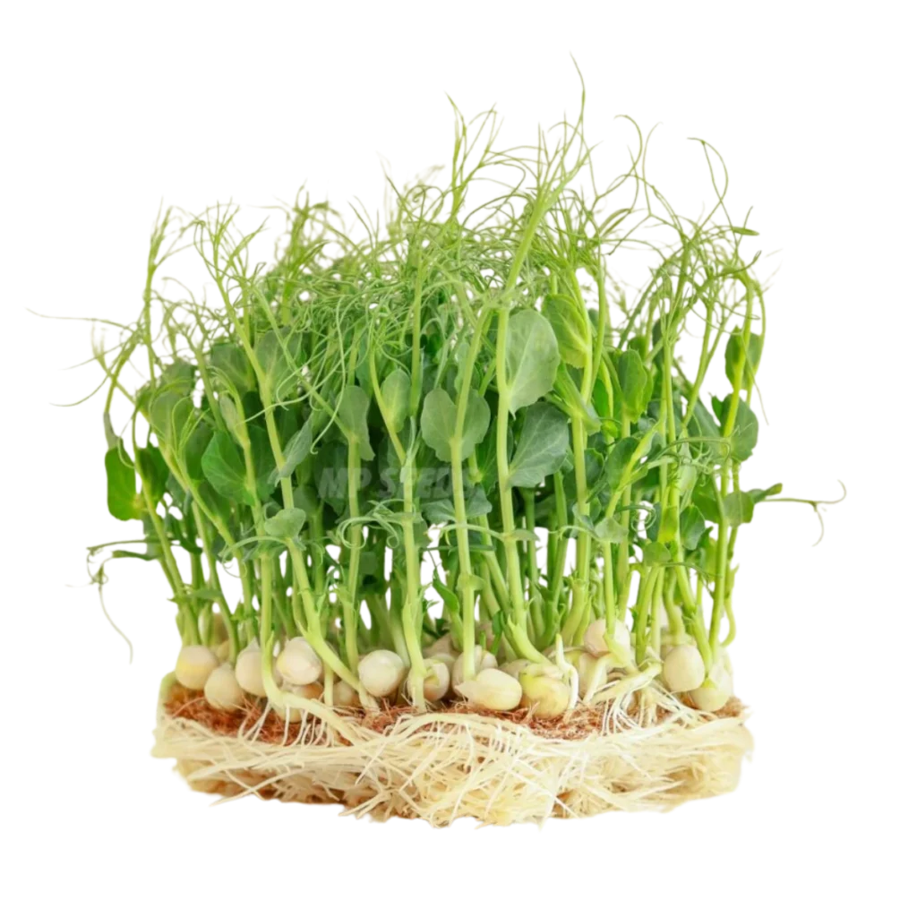 Ærteskud Jumbo – frø til microgreens