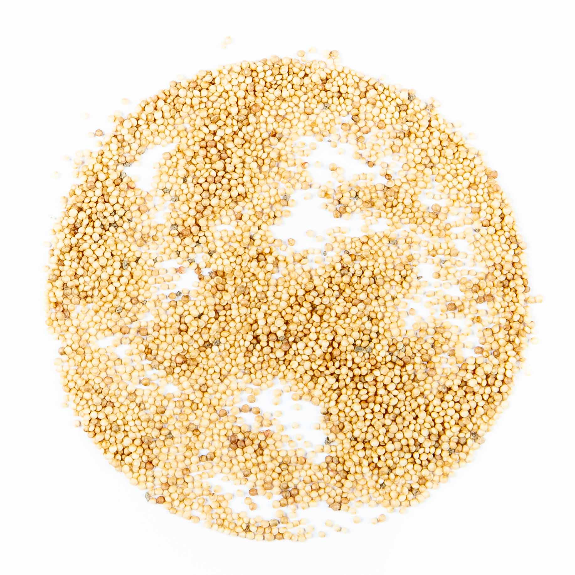 amaranth-diablo-red-seeds4
