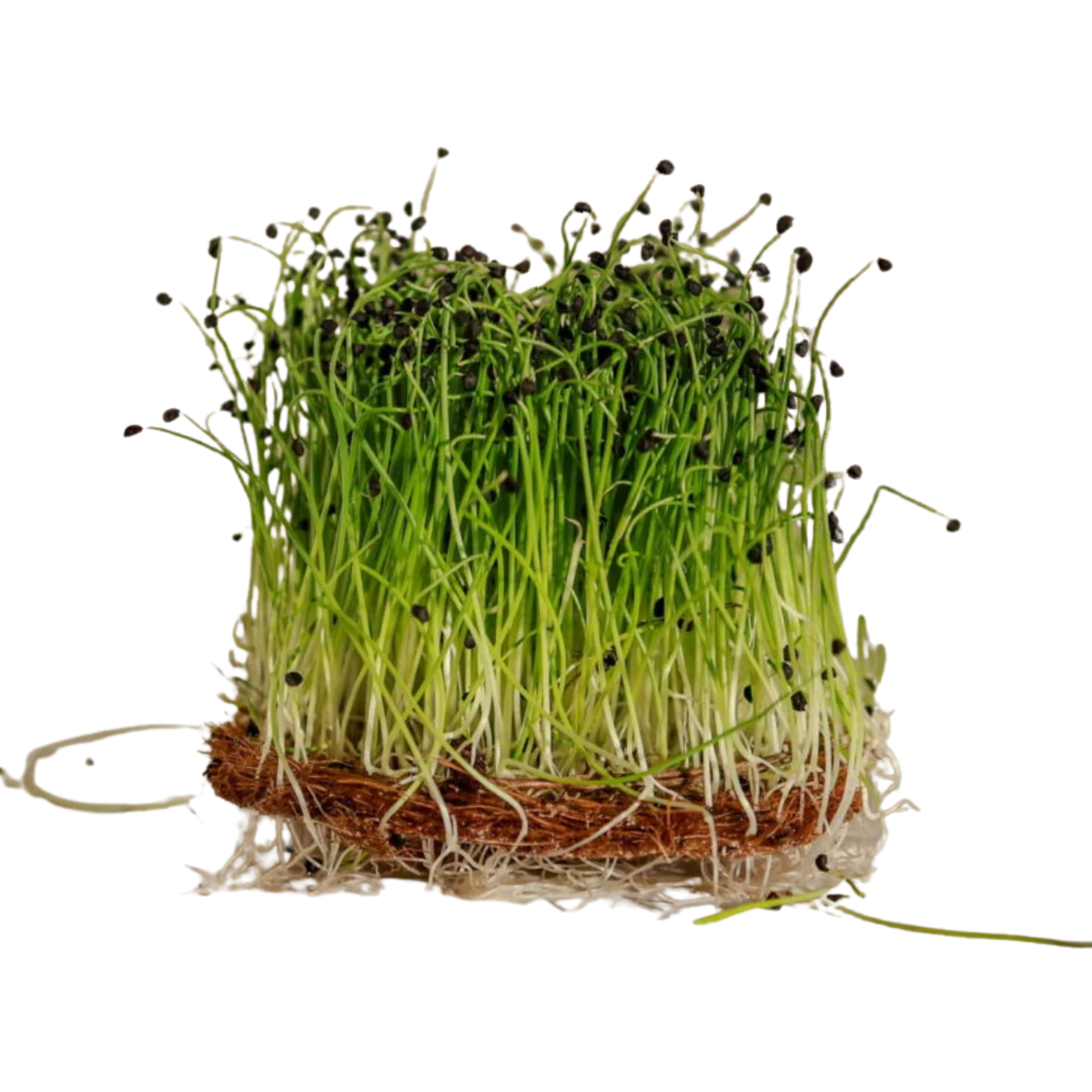 garlic-froe-til-microgreens