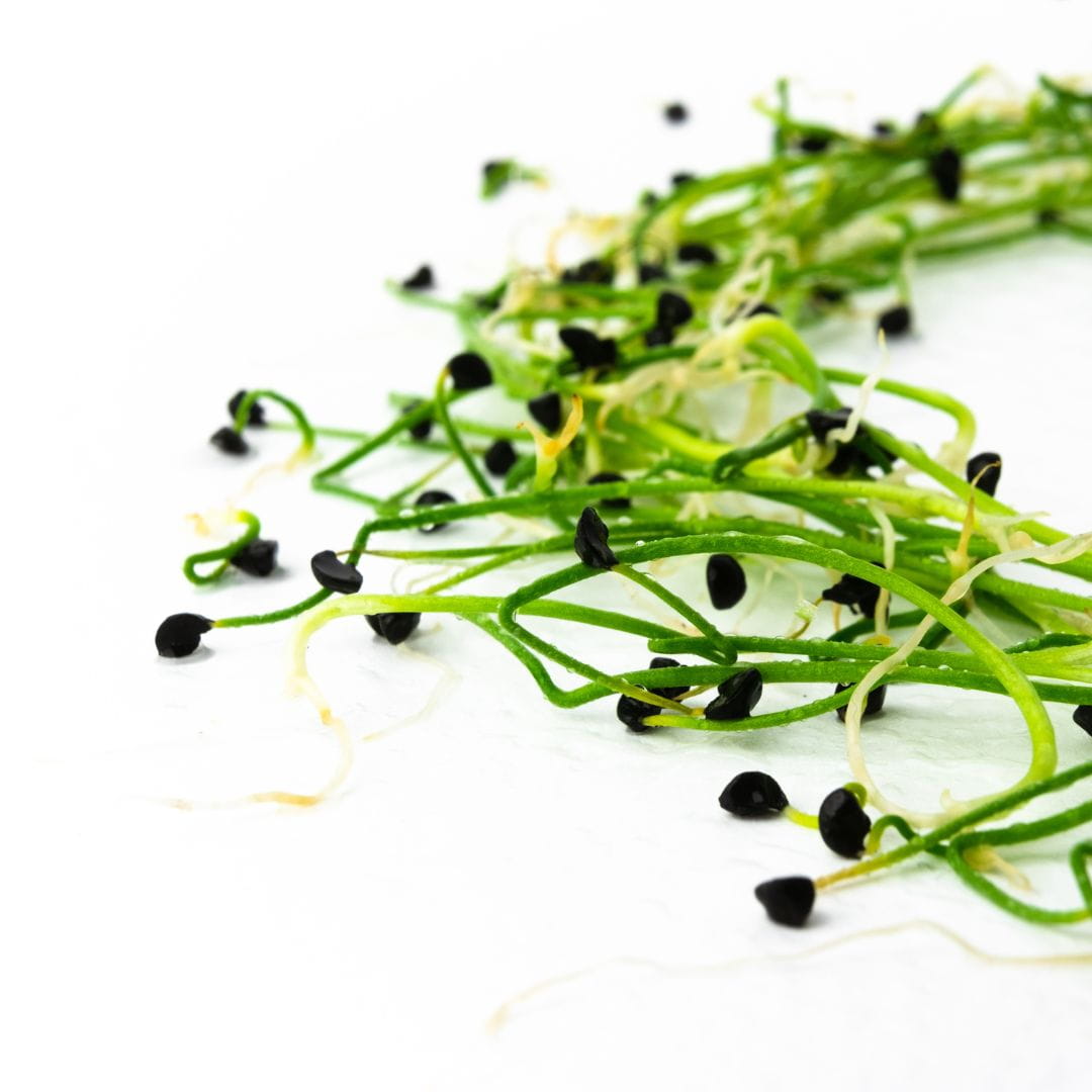 garlic-microgreens-shoots3