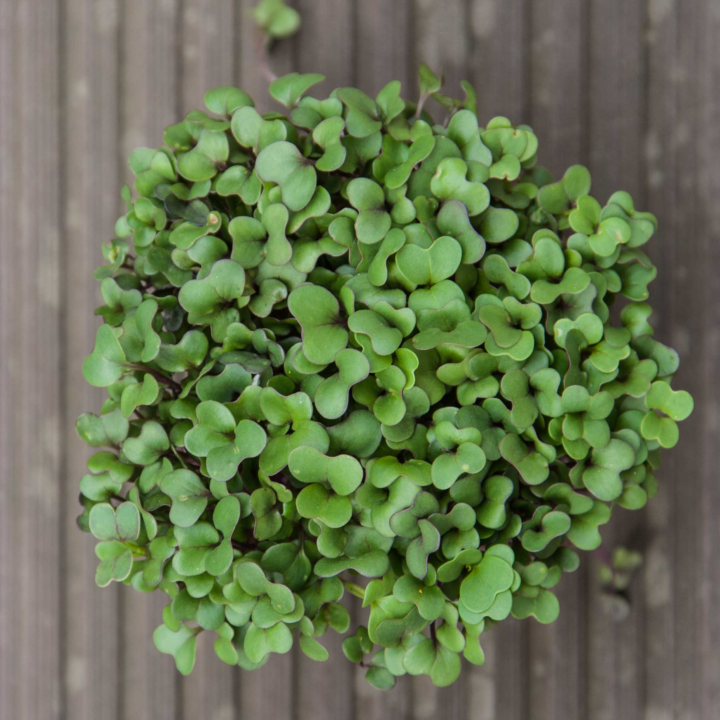 kohlrabi-microgreens-leaves3