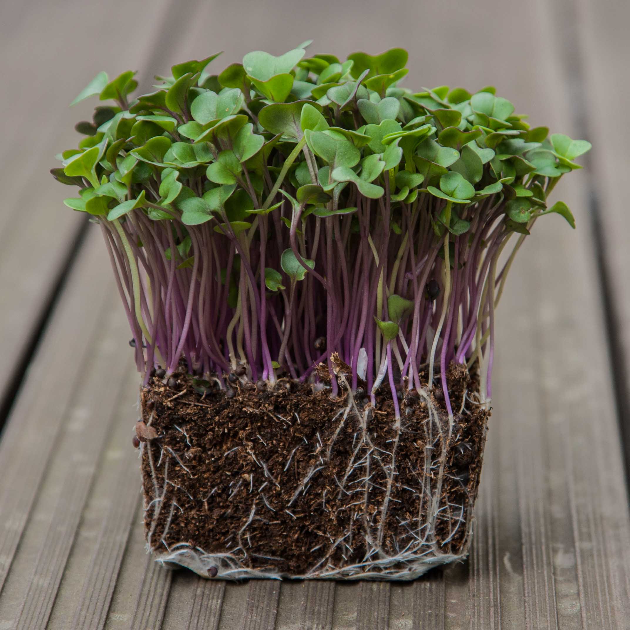 kohlrabi-red-microgreens-plant-cross-section2