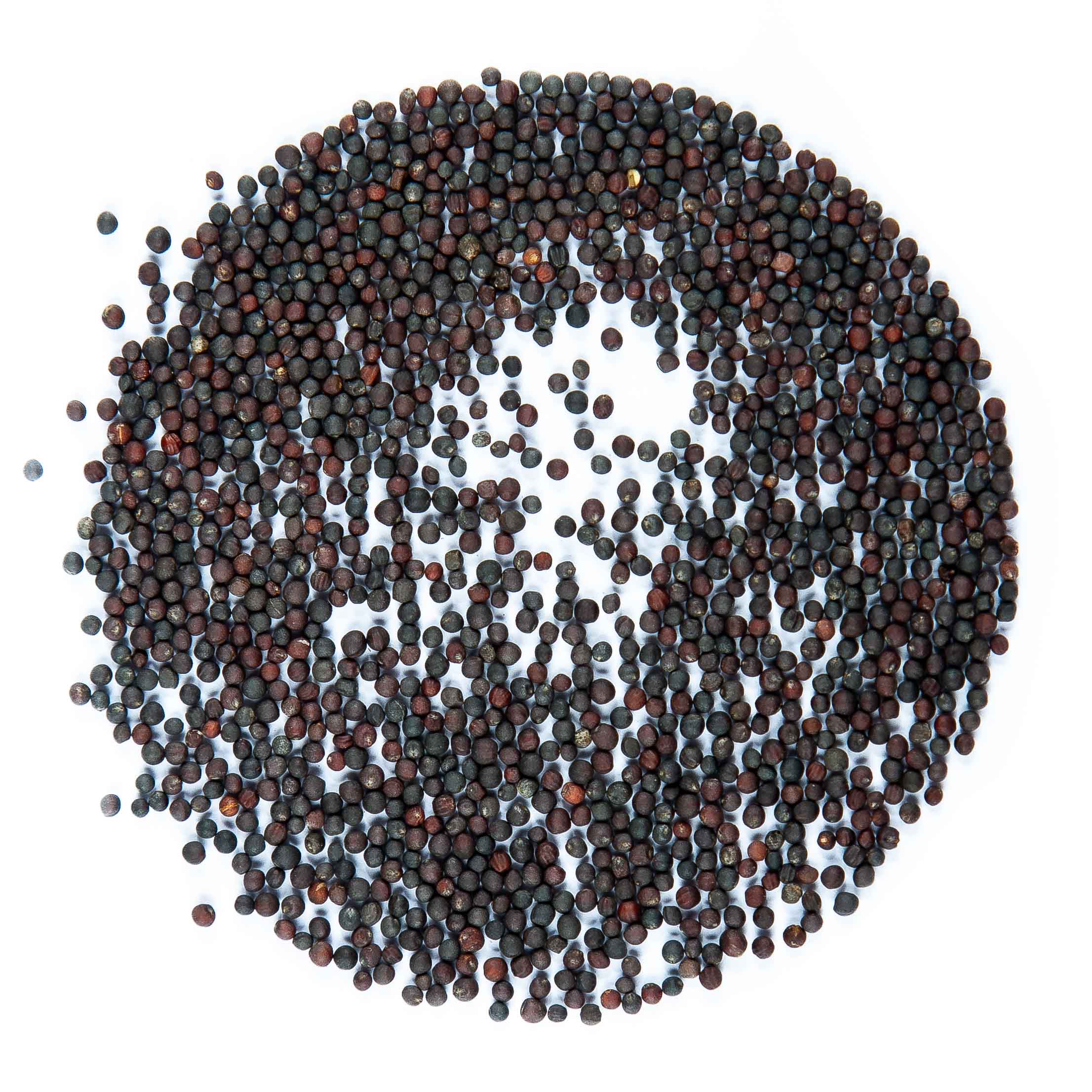 kohlrabi-red-microgreens-seeds5