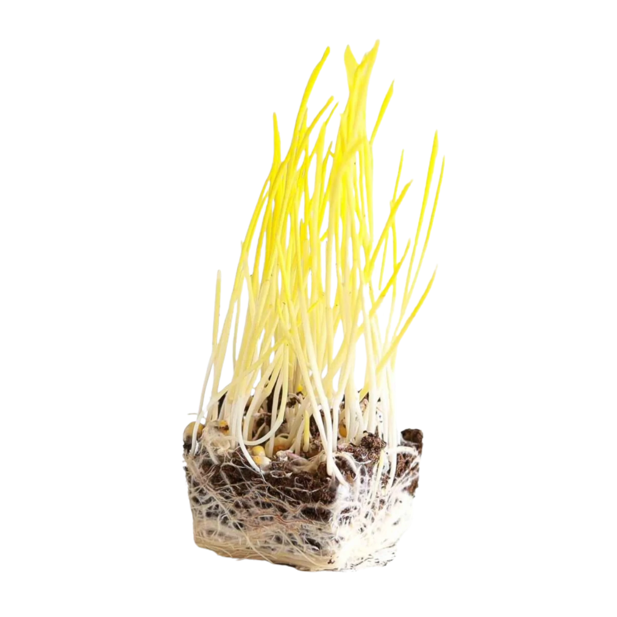 majs-froe-til-microgreens