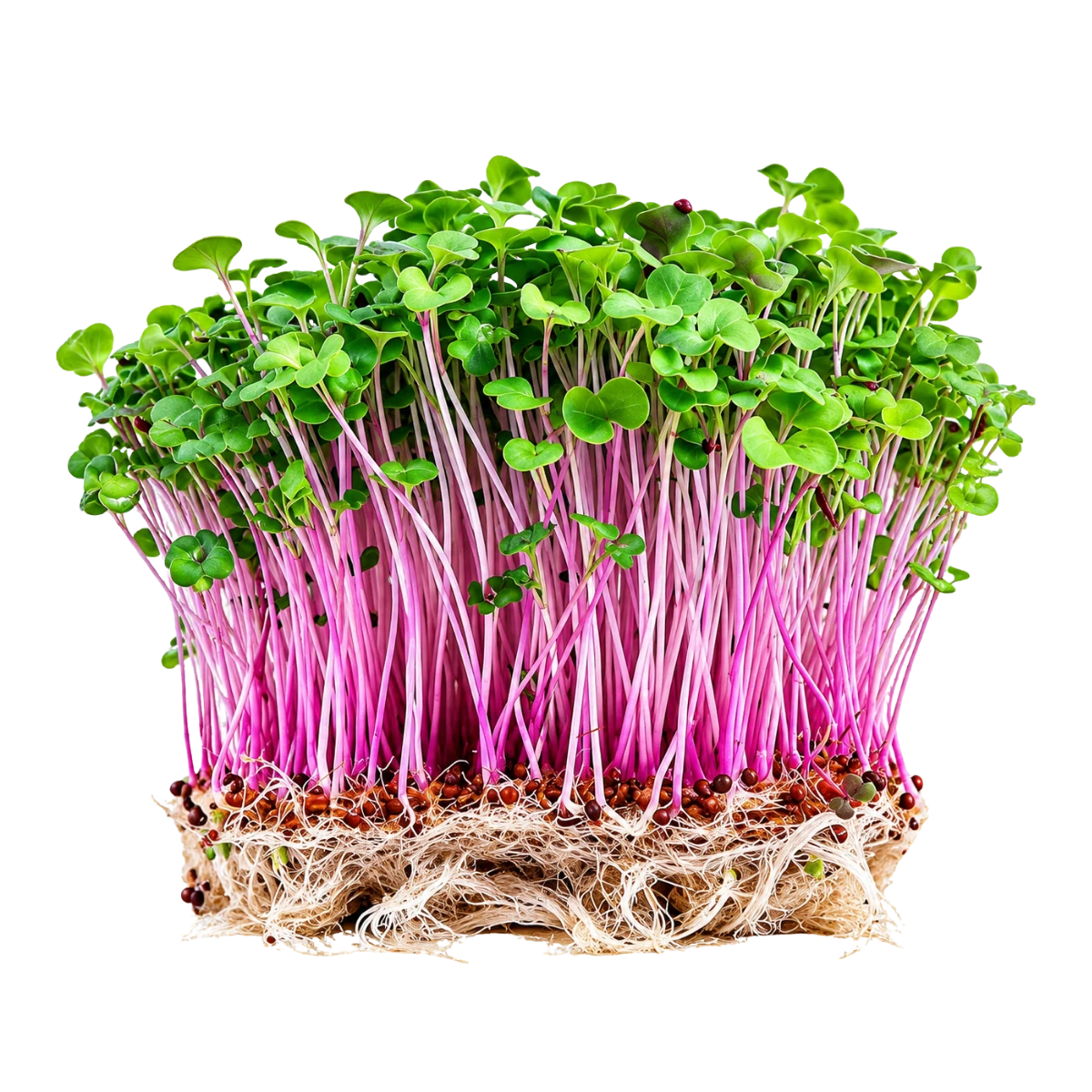 raps-froe-til-microgreens