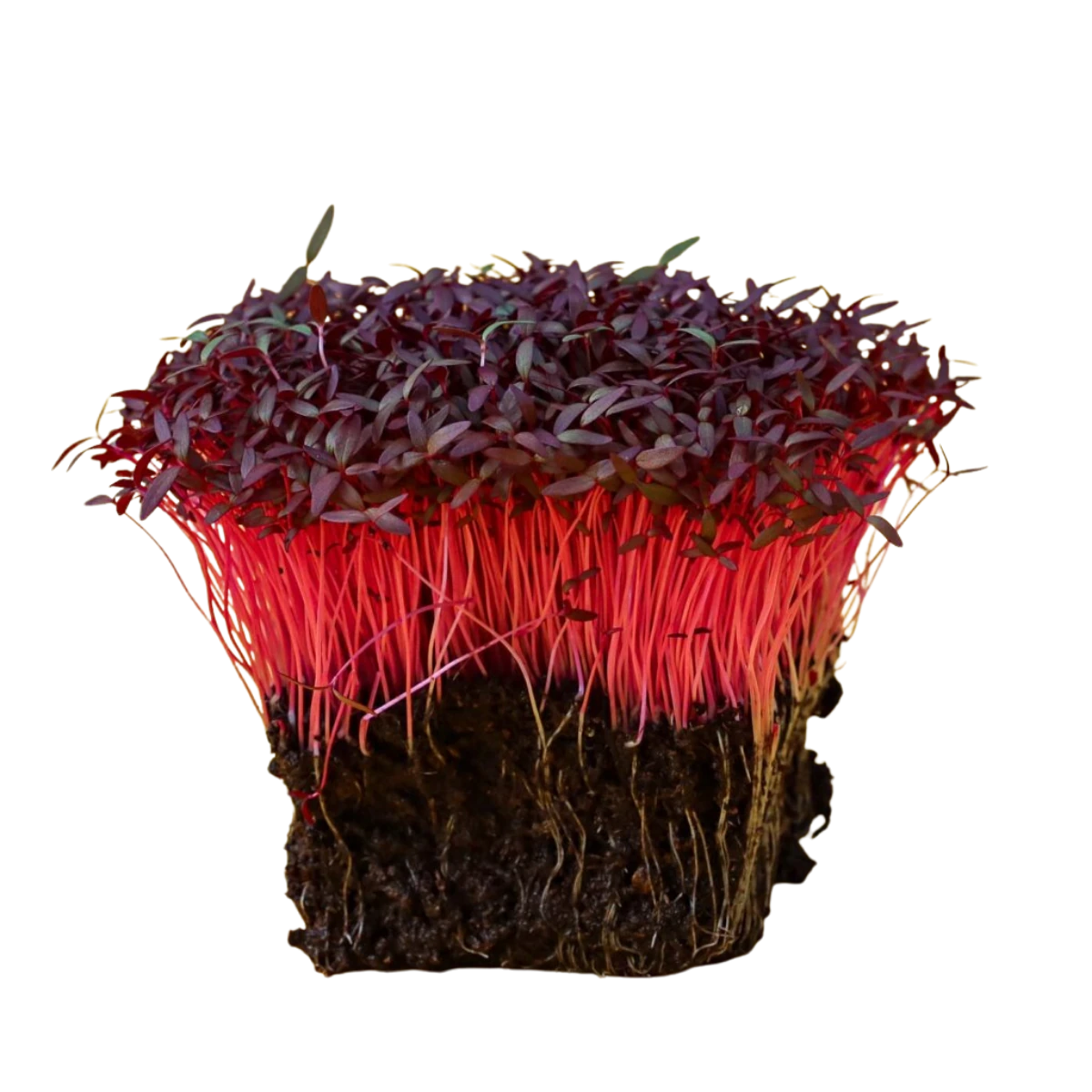 roed-amarant-froe-til-microgreens