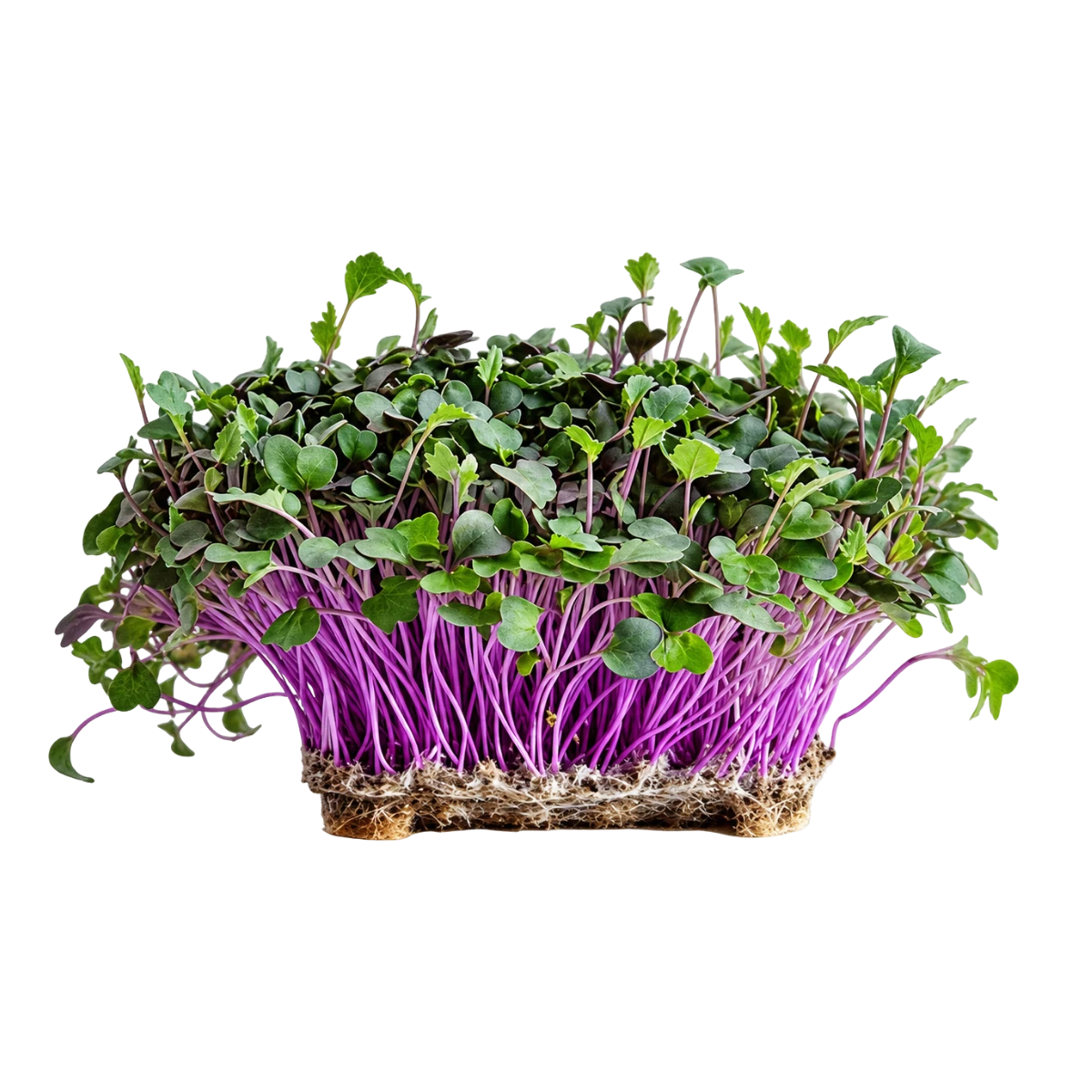 roed-kaalrabi-froe-til-microgreens