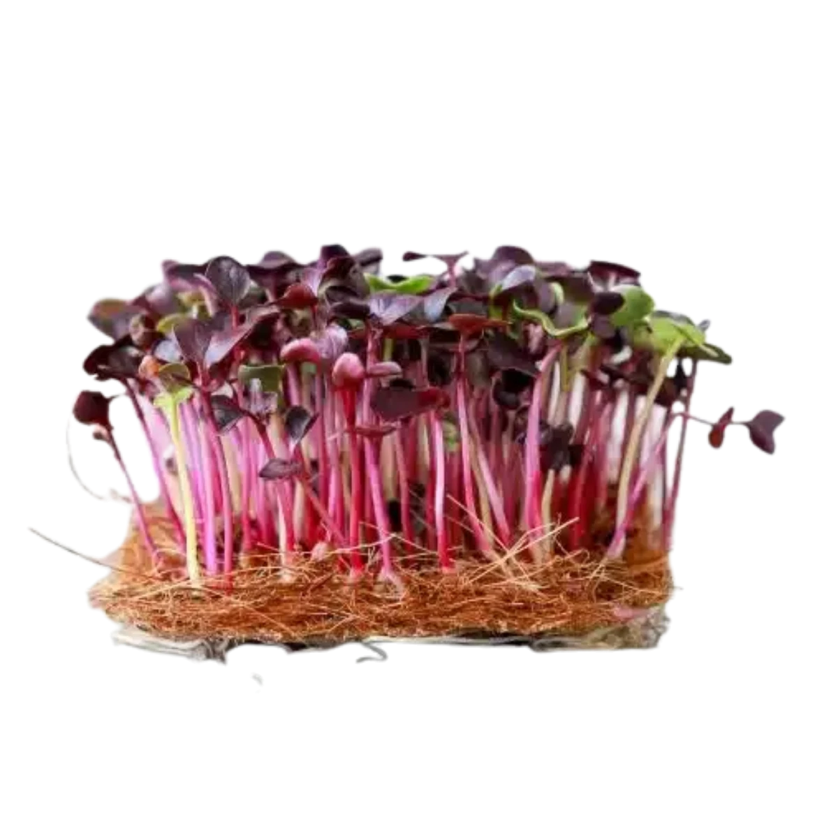 roed-rambo-radise-froe-til-microgreens