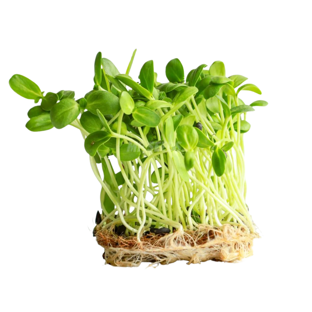 solsikke-big-froe-til-microgreens
