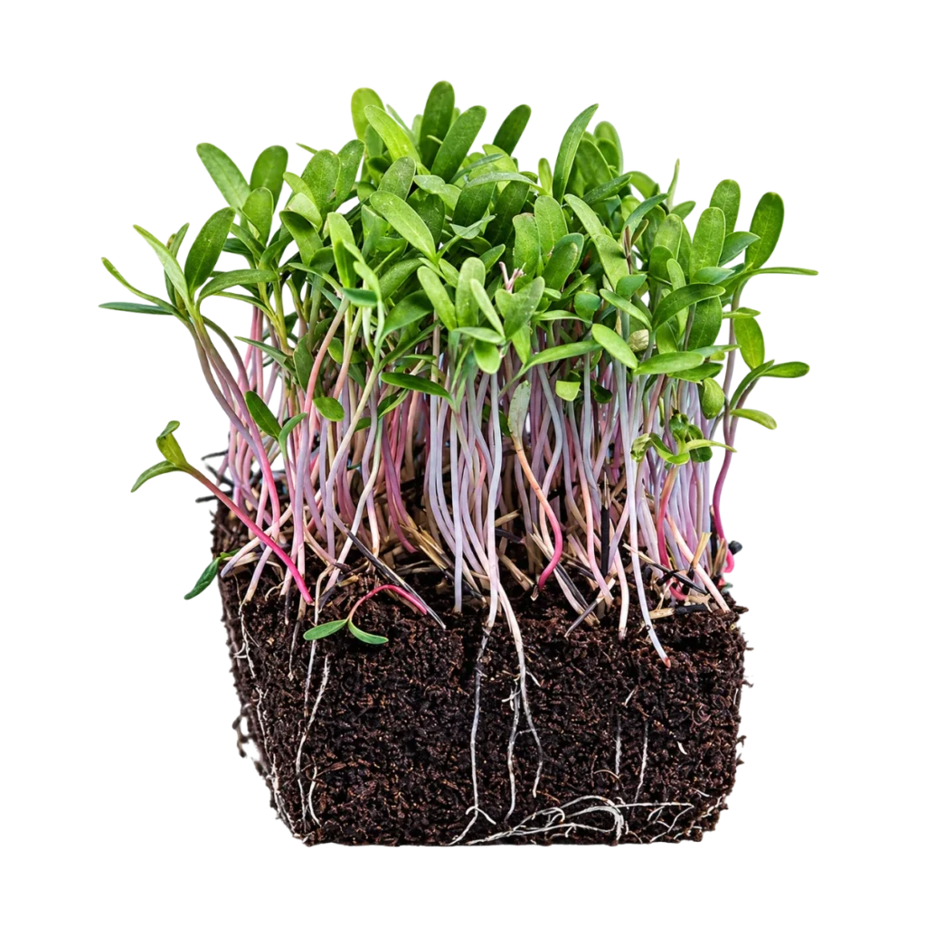 Tagetes Pink – microgreens frø